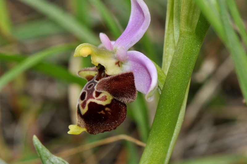 Ophrys holosericea subsp. dinarica ... ?